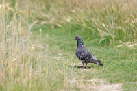 61062 Columba livia forma domestica (Piccione torraiolo)